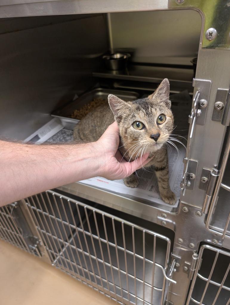 Serina, Adoptable, Young Female Tabby.