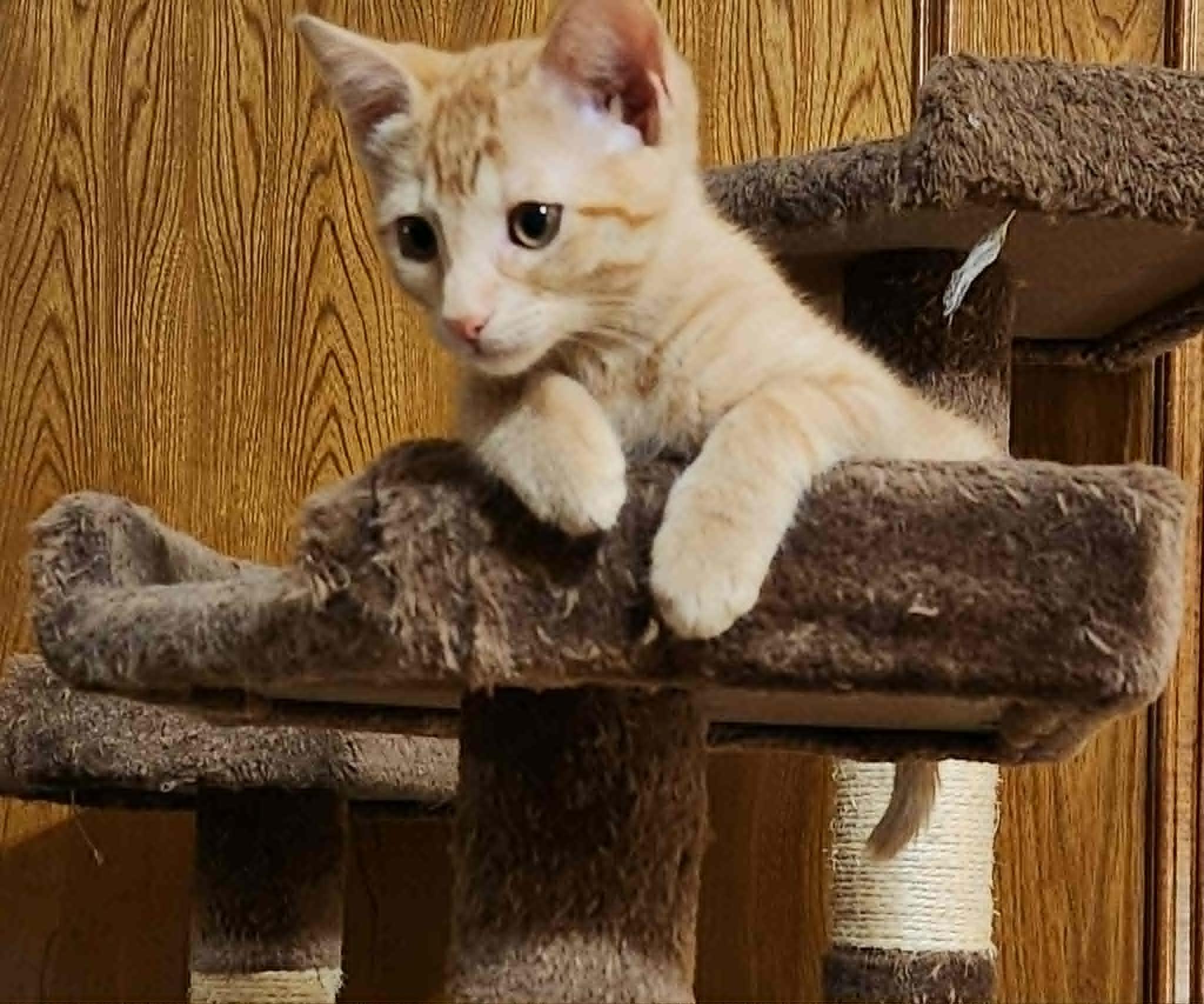 Spark, ADOPTABLE, Young Male Domestic Short Hair.
