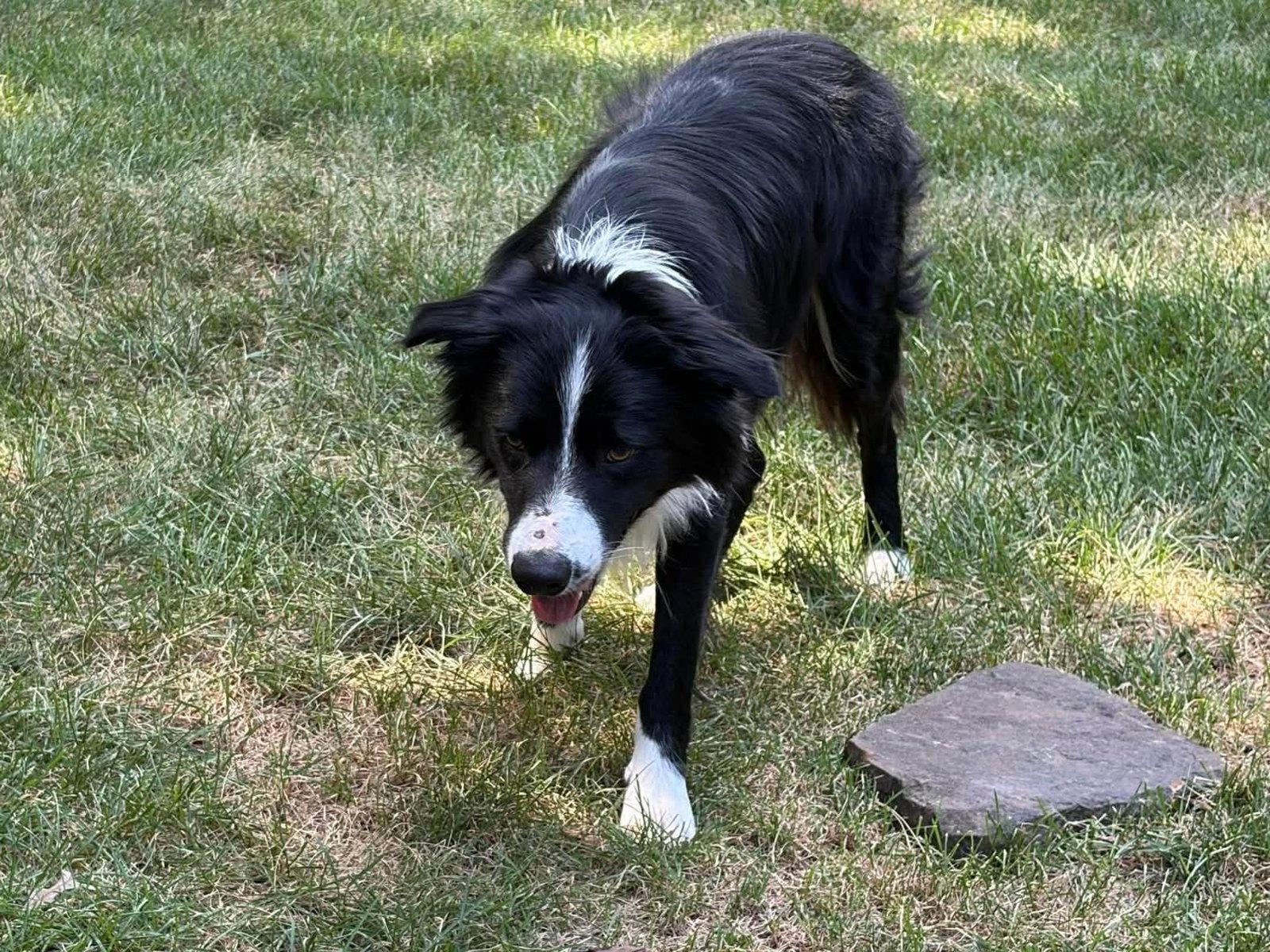 Finn (2026), a Adoptable Border Collie in Kansas City, MO image 1/3