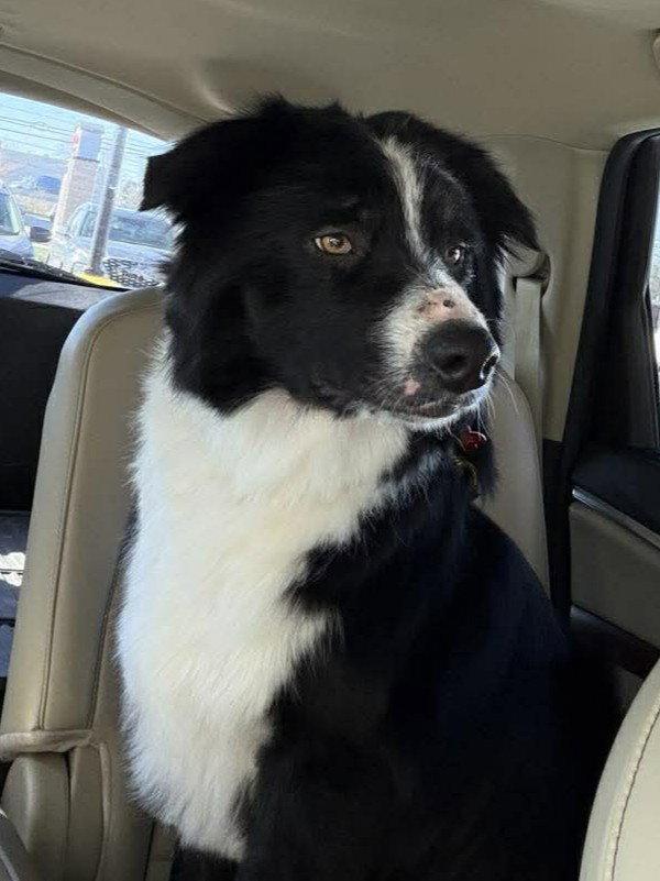 Finn (2026), a Adoptable Border Collie in Kansas City, MO image 2/3