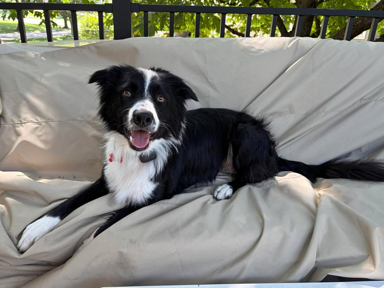 Finn (2026), a Adoptable Border Collie in Kansas City, MO image 2/3