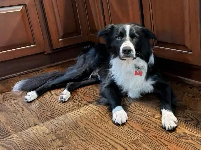 Enlarge Finn (2026), a Adoptable Border Collie in Kansas City, MO image 1/3