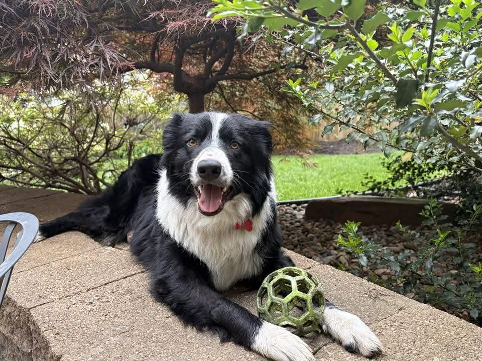 Finn (2026), Adoptable, Young Male Border Collie.