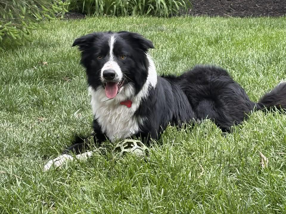Finn (2026), a Adoptable Border Collie in Kansas City, MO image 3/3