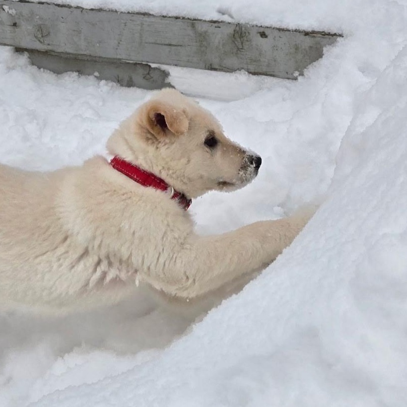 Enlarge Ritz , a ADOPTABLE mixed breed in Richmond Hill, ON image 4/5