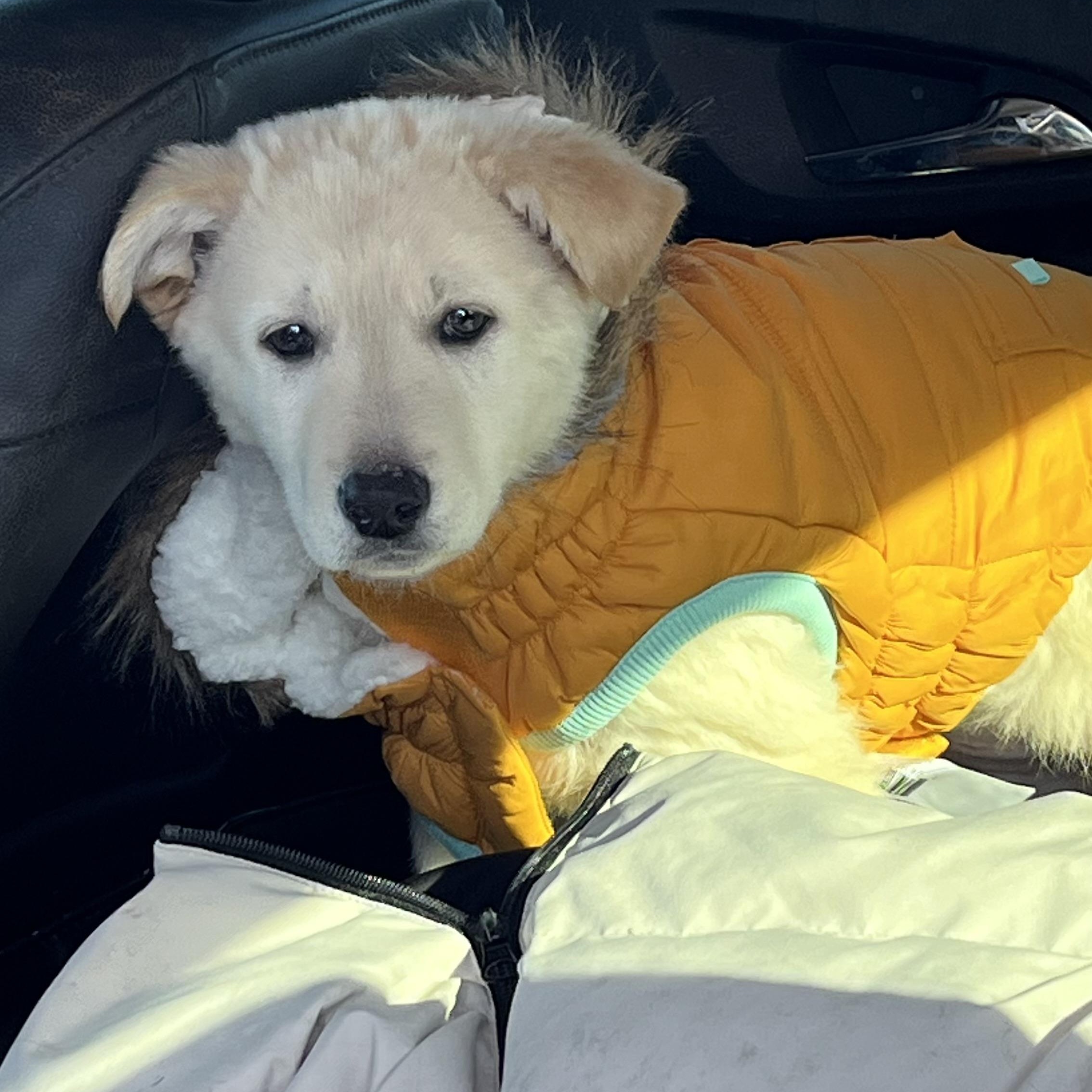 Enlarge Raya, a ADOPTABLE Yellow Labrador Retriever in Richmond Hill, ON image 1/1