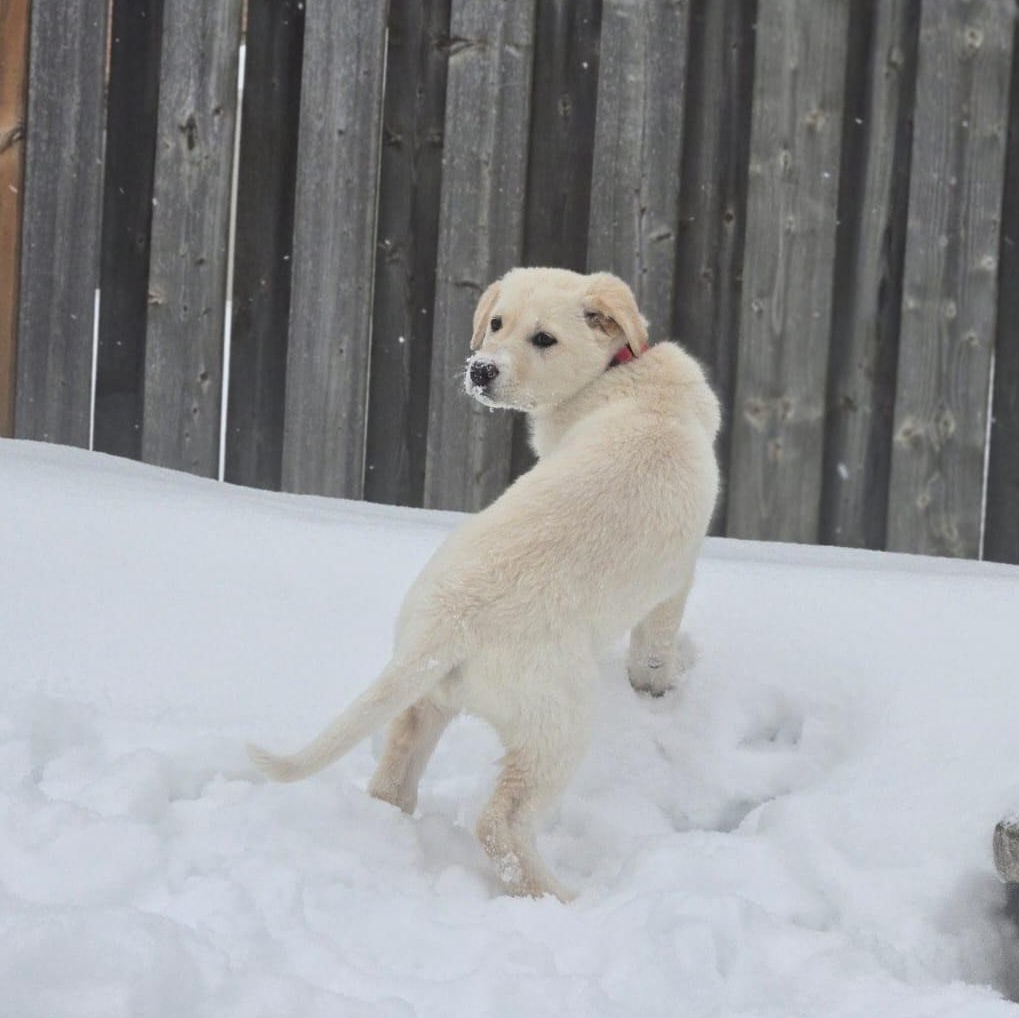 Enlarge Ritz , a ADOPTABLE mixed breed in Richmond Hill, ON image 2/5