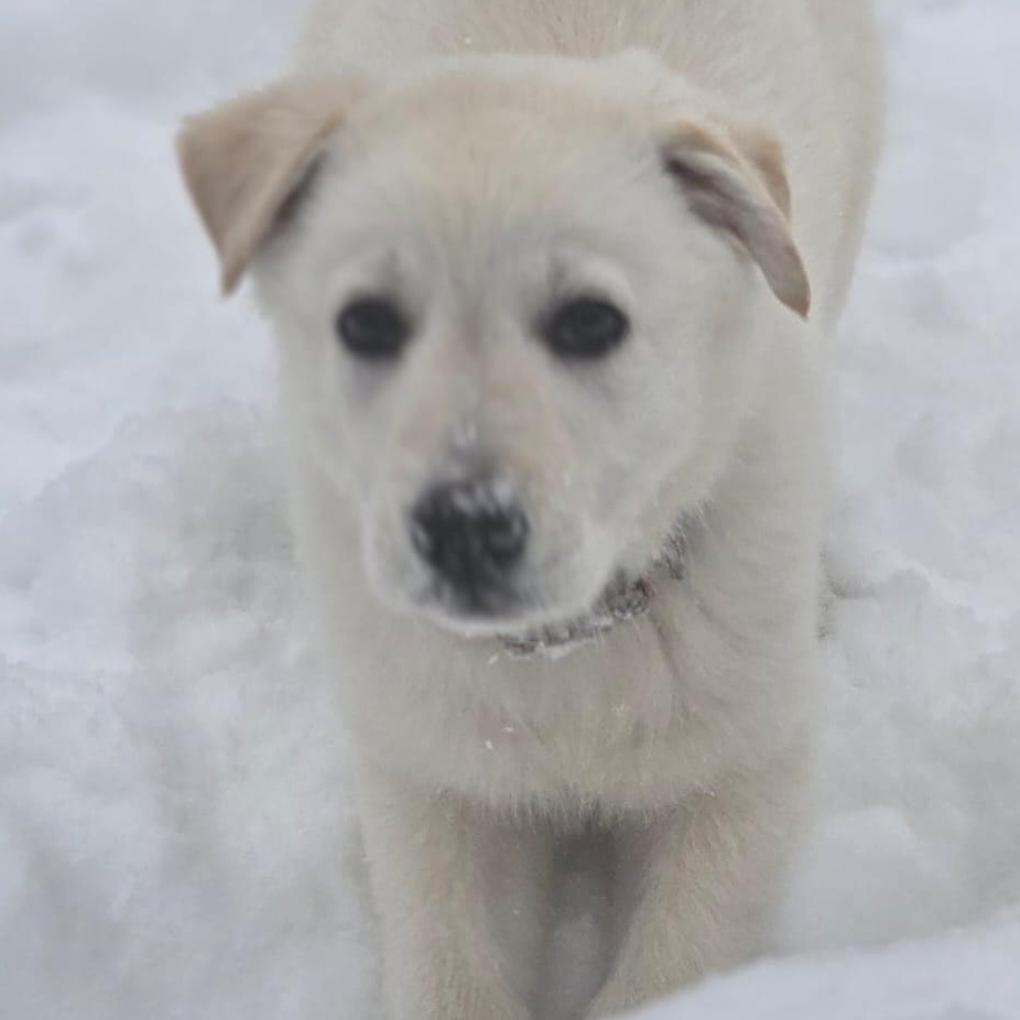Enlarge Ritz , a ADOPTABLE mixed breed in Richmond Hill, ON image 3/5