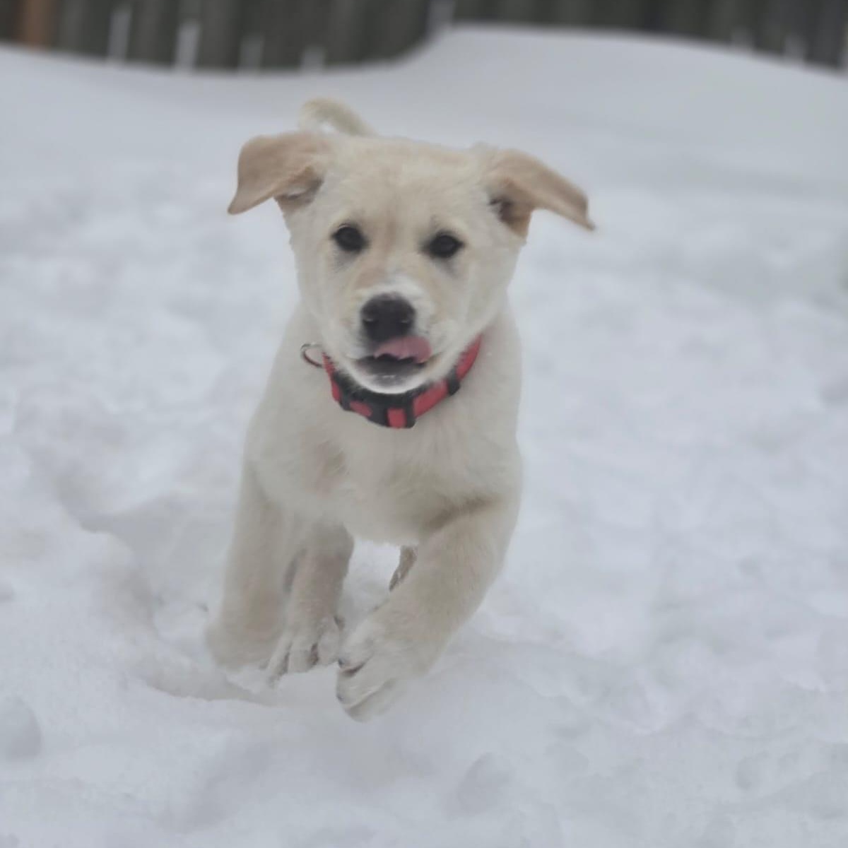 Enlarge Ritz , a ADOPTABLE mixed breed in Richmond Hill, ON image 1/5