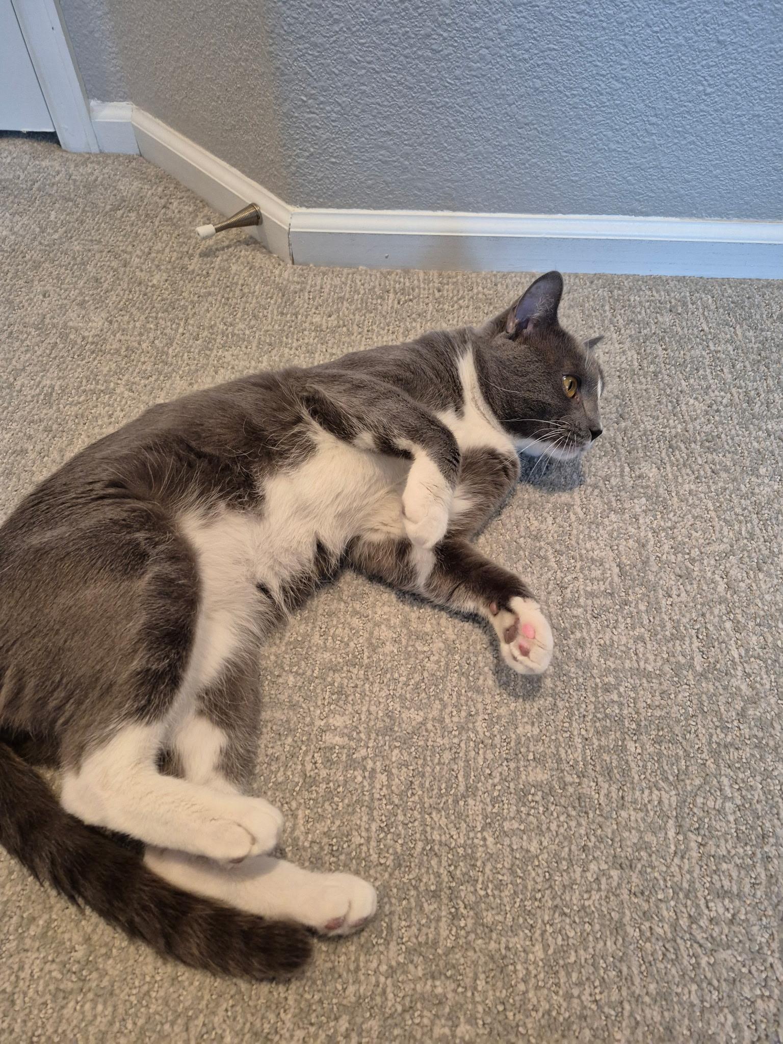 Enlarge Johnny, an adopted Domestic Short Hair in Lakewood, CO image 3/4