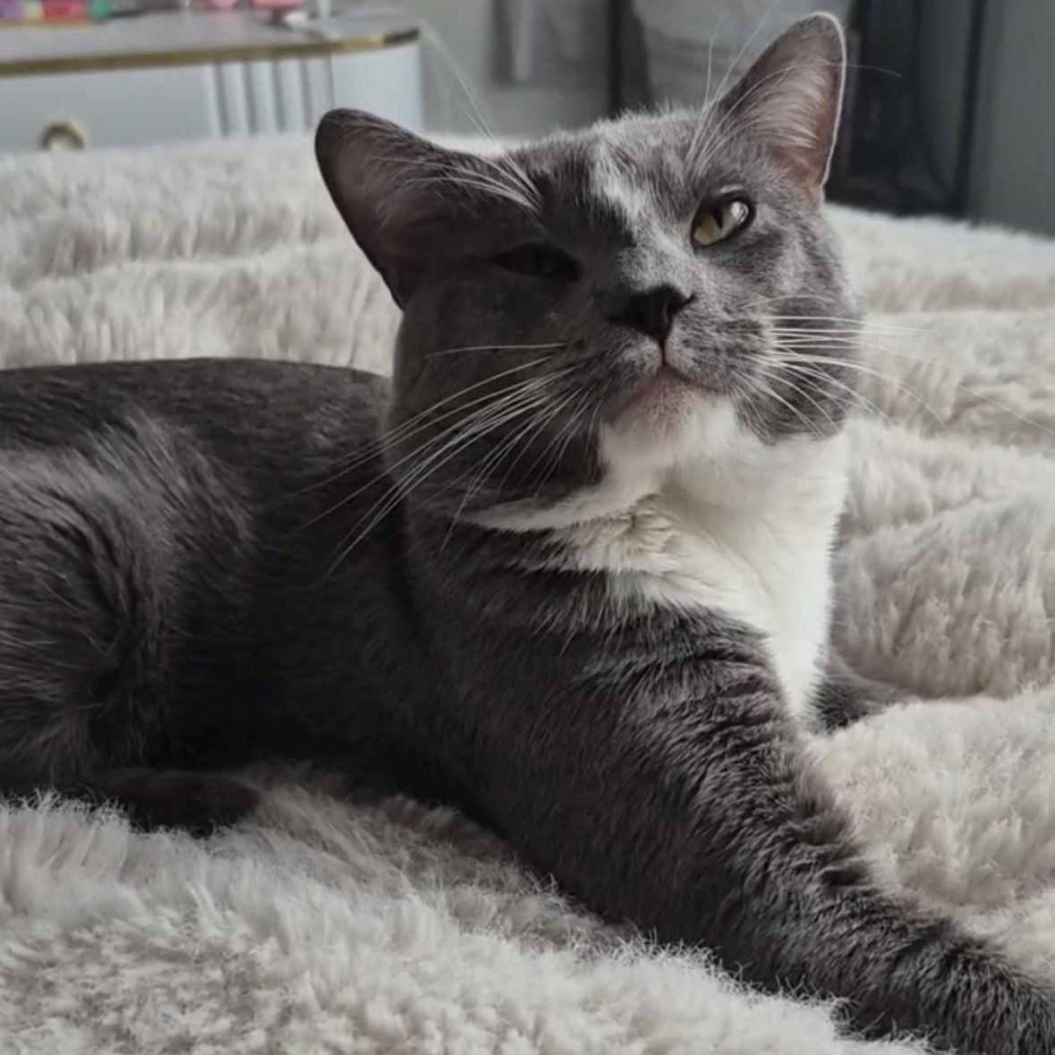 Enlarge Johnny, an adopted Domestic Short Hair in Lakewood, CO image 1/4