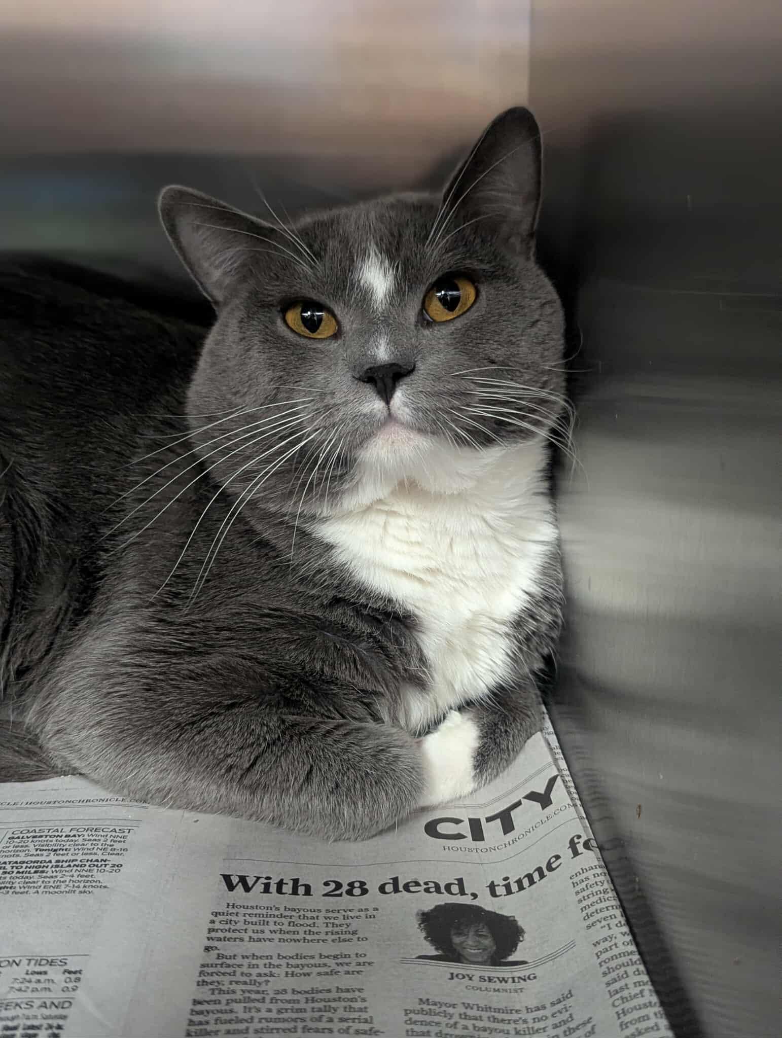 Enlarge Johnny, an adopted Domestic Short Hair in Lakewood, CO image 2/4