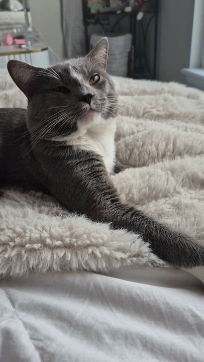 Enlarge Johnny, an adopted Domestic Short Hair in Lakewood, CO video 4/4