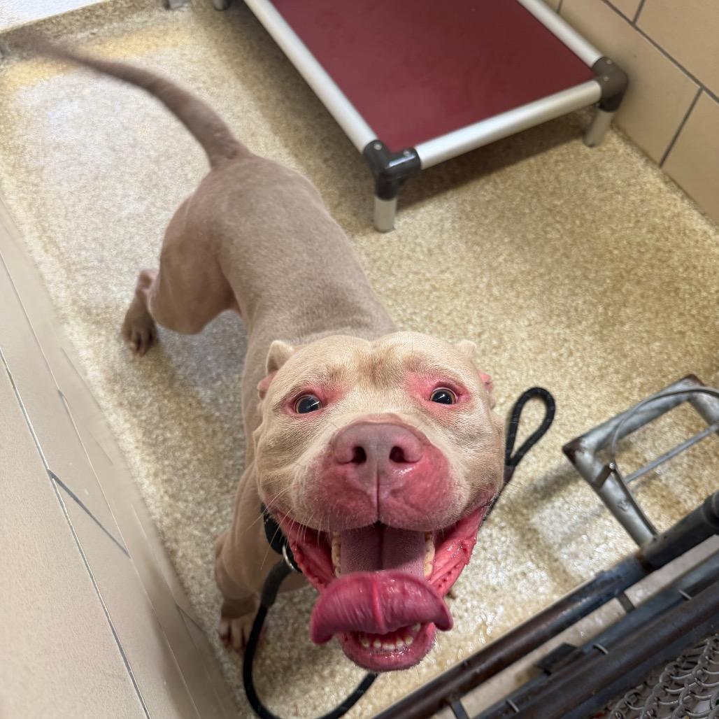 MONT-Stray-60020, Adoptable, Adult Male Pit Bull Terrier.