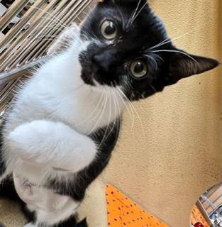Enlarge Firefly & Ladybug J.- Female B&W cats!, a Adoptable Domestic Short Hair in Stowe, PA image 1/4
