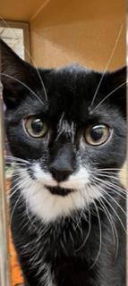 Enlarge Firefly & Ladybug J.- Female B&W cats!, a Adoptable Domestic Short Hair in Stowe, PA image 2/4