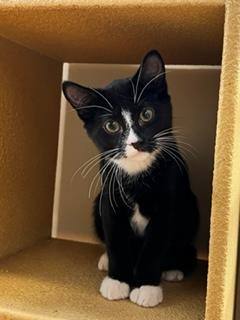 Enlarge Firefly & Ladybug J.- Female B&W cats!, a Adoptable Domestic Short Hair in Stowe, PA image 3/4