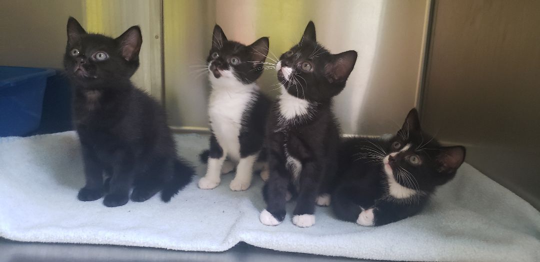 Enlarge Firefly & Ladybug J.- Female B&W cats!, a Adoptable Domestic Short Hair in Stowe, PA image 4/4