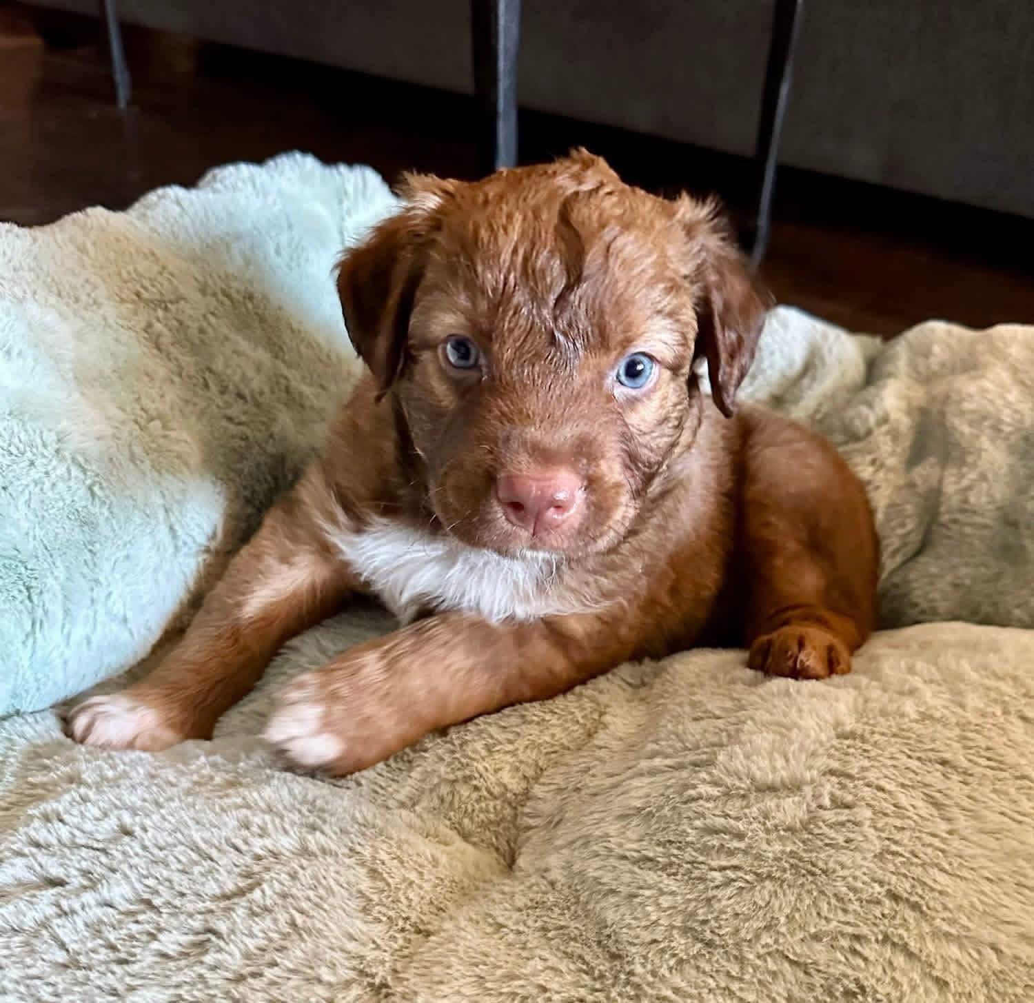 Kevin, a Adoptable mixed breed in Rockwall, TX image 2/3