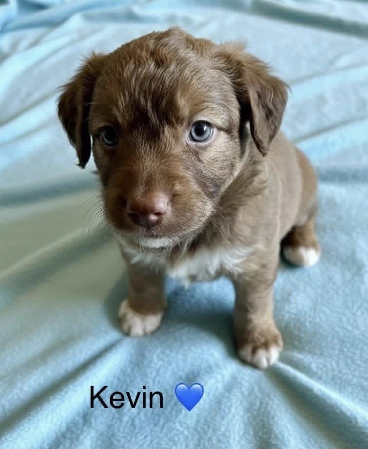 Kevin, a Adoptable mixed breed in Rockwall, TX image 1/3
