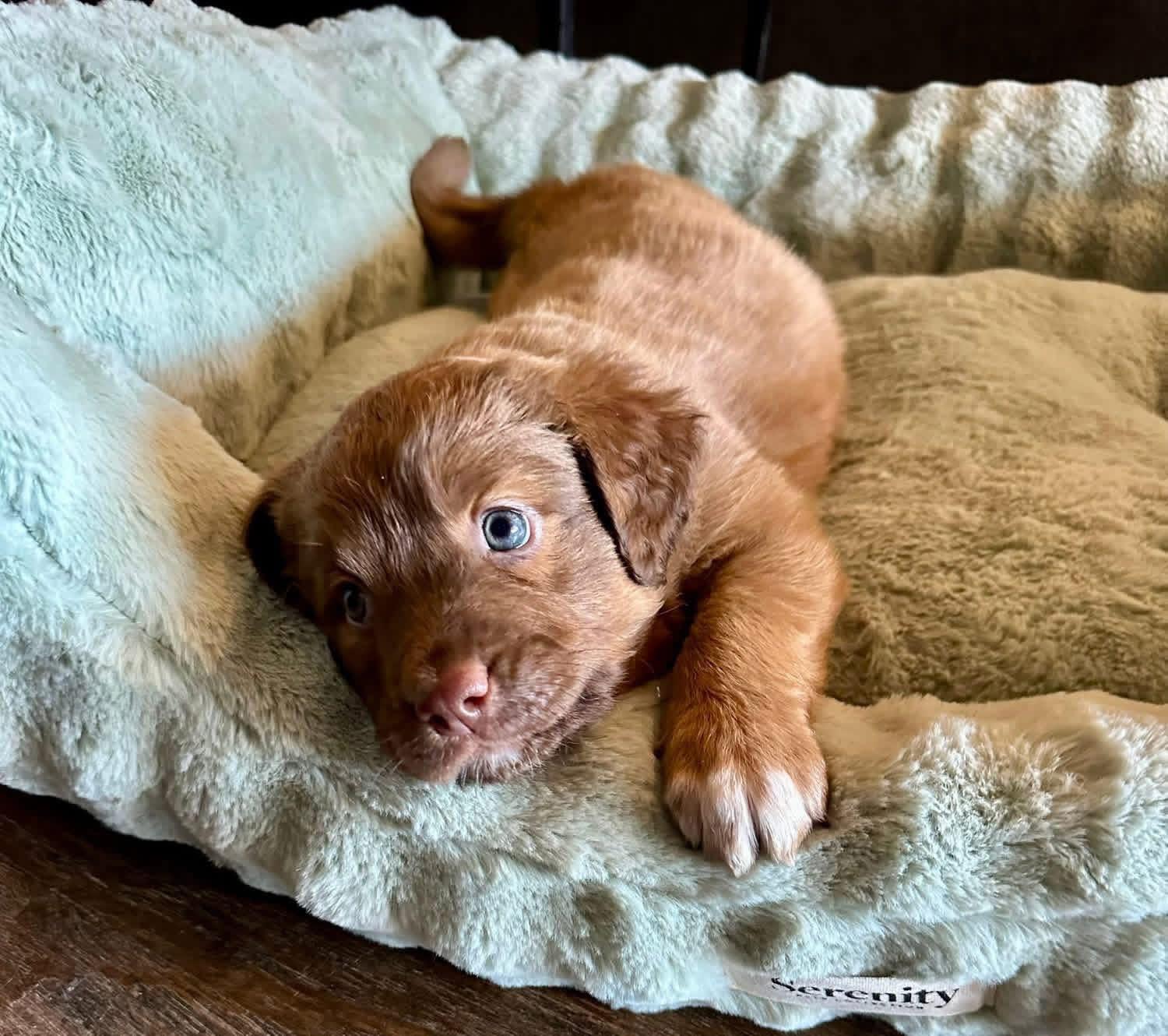 Kevin, a Adoptable mixed breed in Rockwall, TX image 3/3