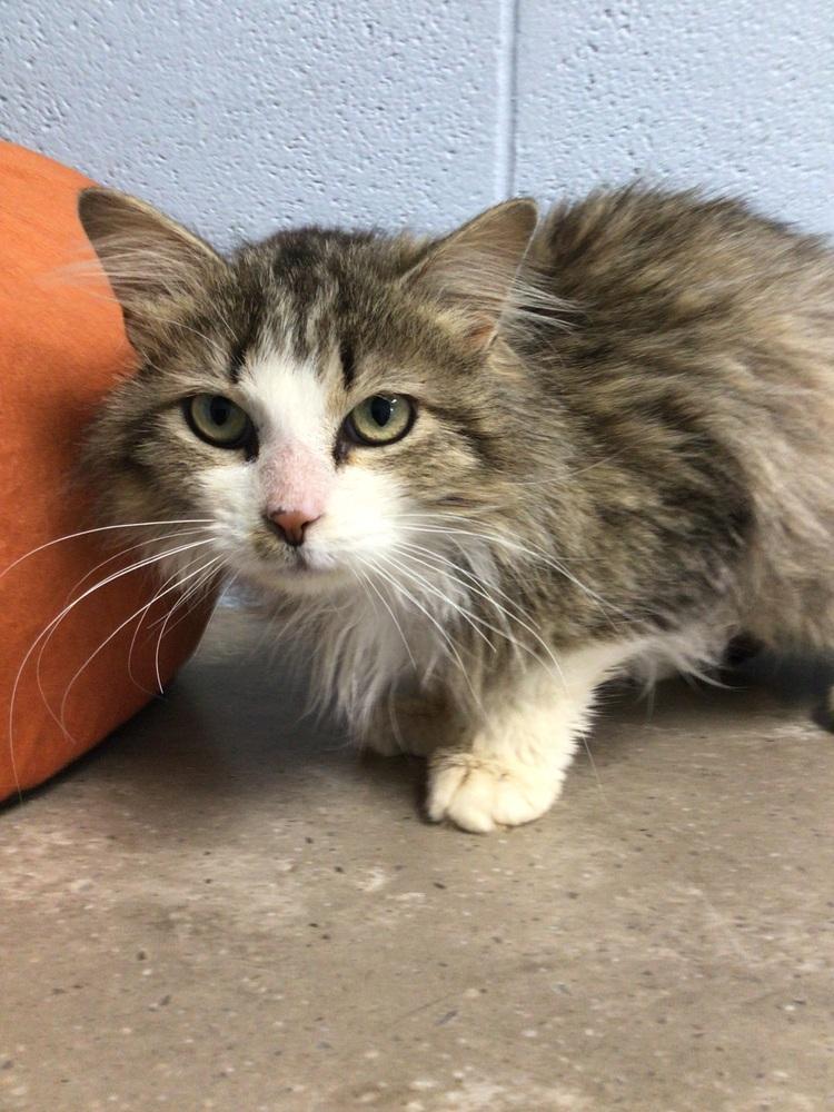 Patrick, Adoptable, Young Male Domestic Long Hair.