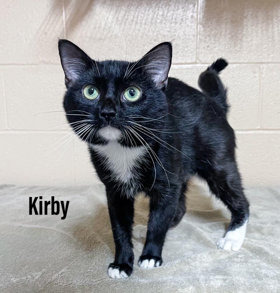Kirby, Adoptable, Young Male Domestic Short Hair.