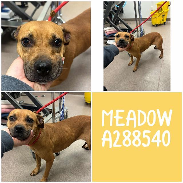 MEADOW, Adoptable, Adult Female American Bulldog & Mixed Breed.