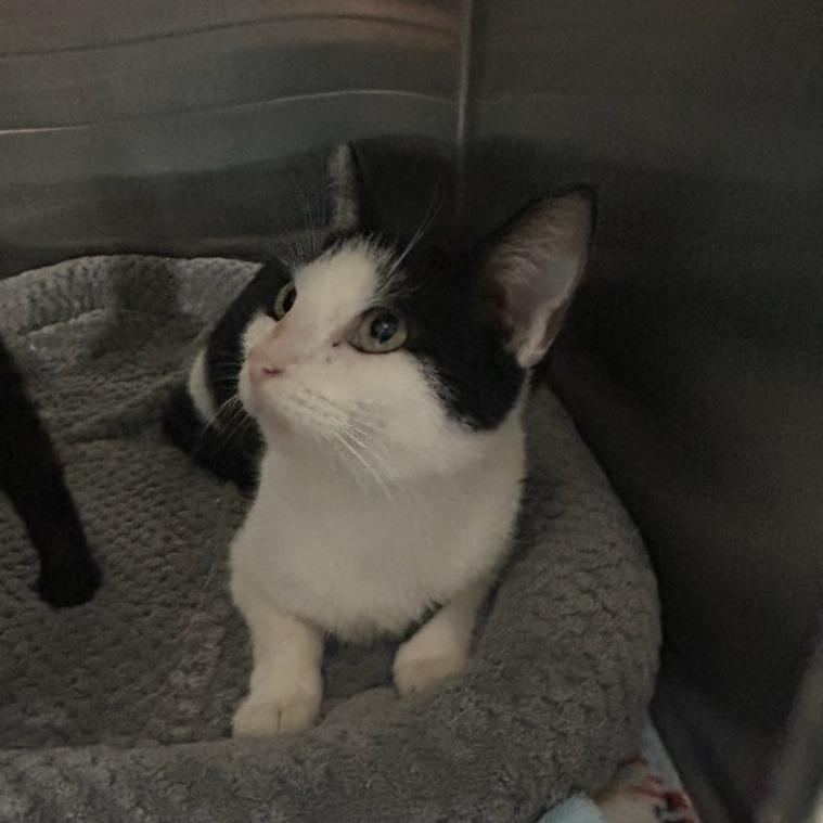 Enlarge ACON-Stray-14519, a Adoptable Domestic Short Hair in Carlyle, IL image 1/1