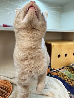 Cheeto — thumbnail 2