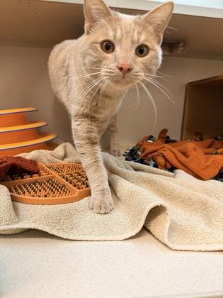 Cheeto — thumbnail 3