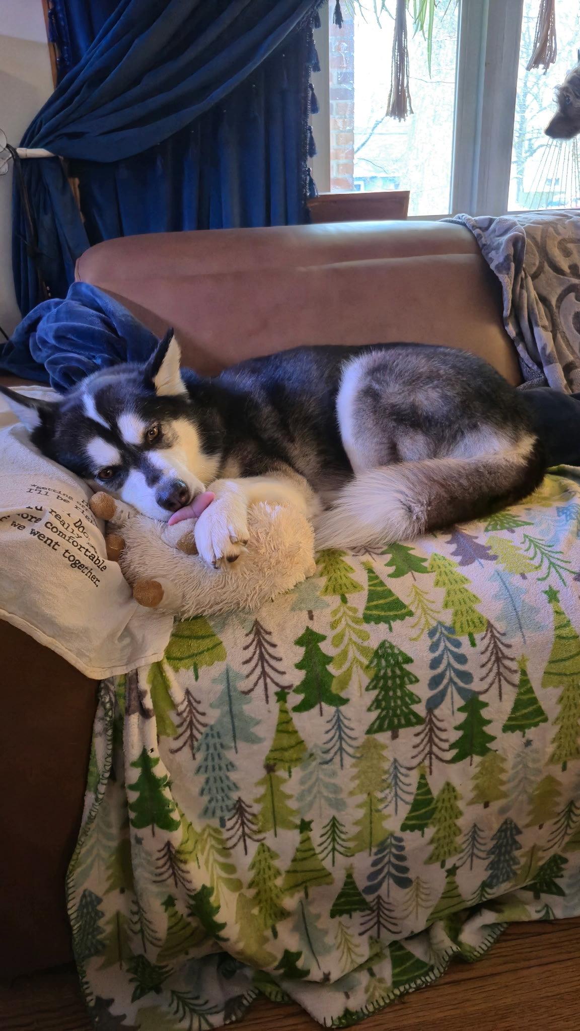 Enlarge Winnie, a Adopted Siberian Husky in Tonawanda, NY image 1/3