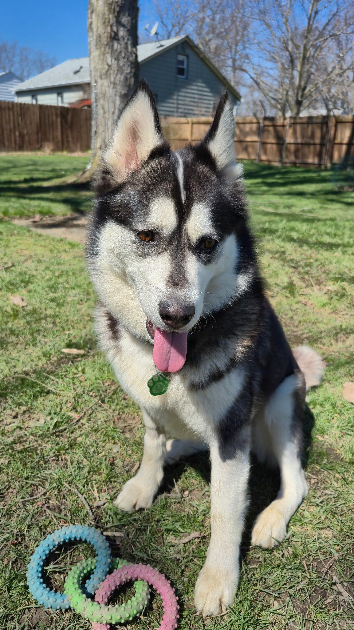 Enlarge Winnie, a Adopted Siberian Husky in Tonawanda, NY image 3/3