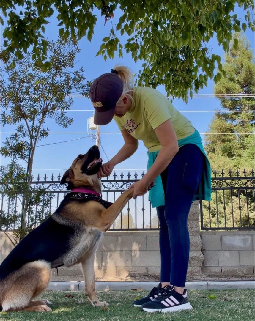 Enlarge Honey Bear (formerly Velma) -- In Foster. Needs Forever Home, a ADOPTABLE German Shepherd Dog in Thousand Oaks, CA image 4/4