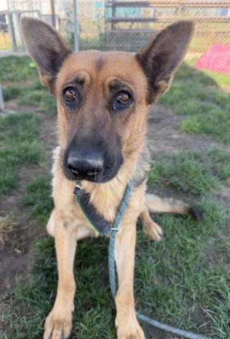 Enlarge Velma -- LONGTIME RESIDENT!, a ADOPTABLE German Shepherd Dog in Thousand Oaks, CA image 1/1