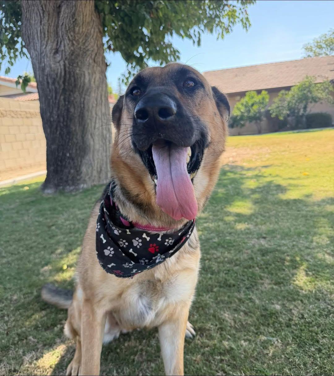 Enlarge Honey Bear (formerly Velma) -- In Foster. Needs Forever Home, a ADOPTABLE German Shepherd Dog in Thousand Oaks, CA image 3/4