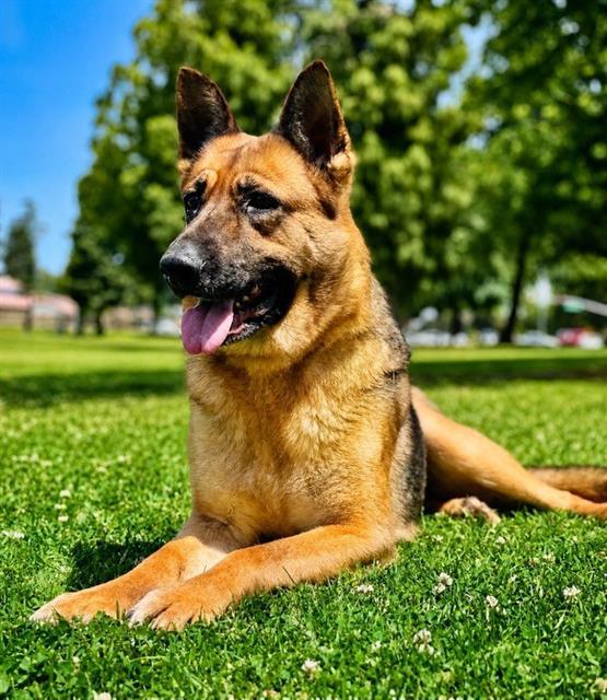 Honey Bear (formerly Velma) -- In Foster. Needs Forever Home, ADOPTABLE, Adult Female German Shepherd Dog.