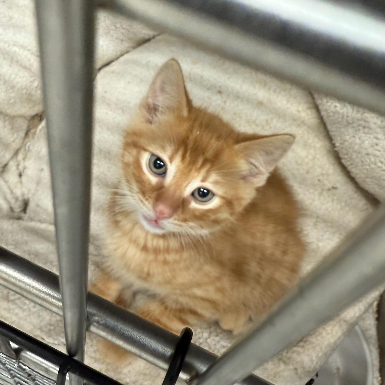 TrailBlazer, adopted, Kitten Male Domestic Medium Hair.