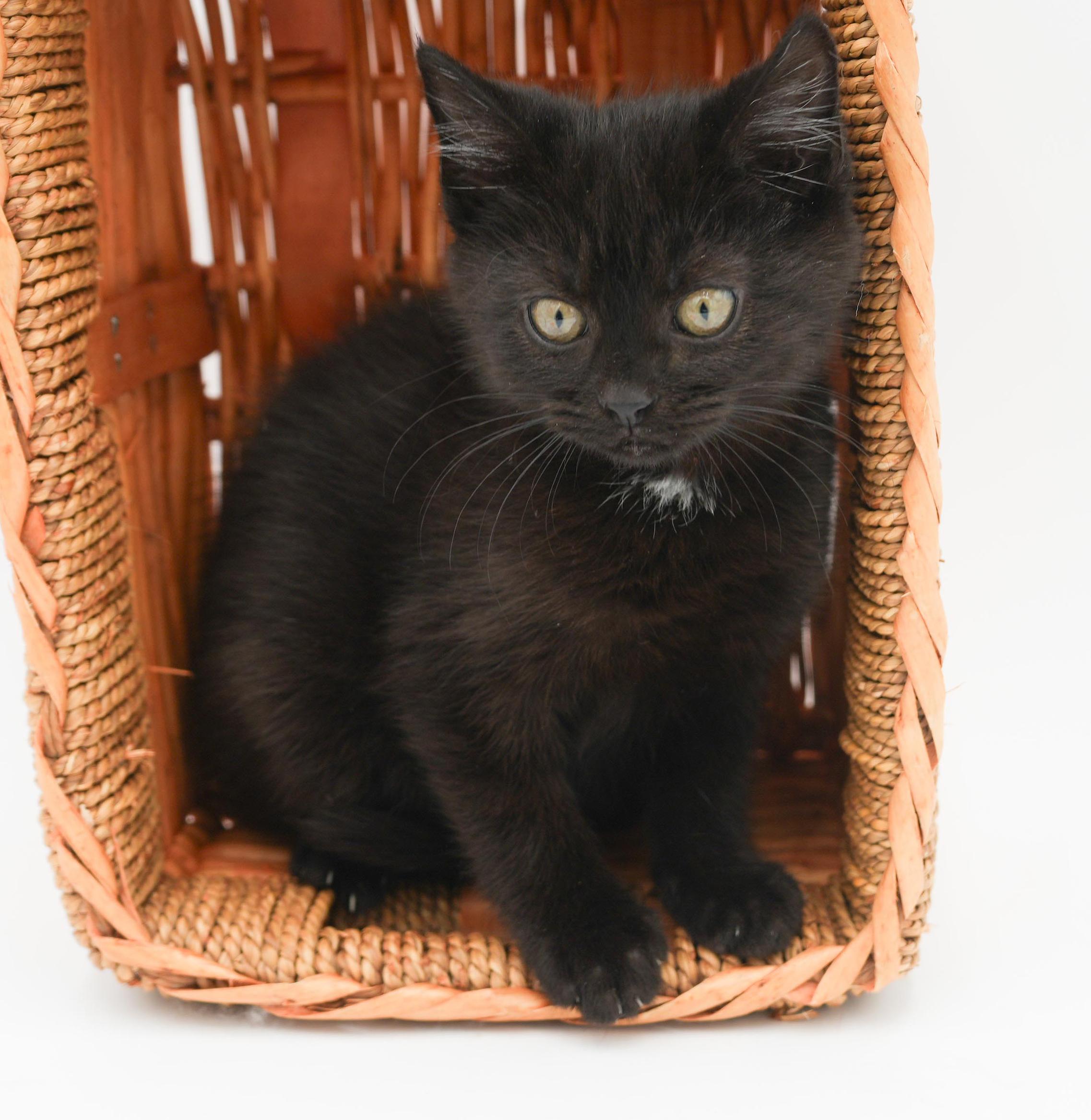 Enlarge Toothless is terrrific!!!!!  FUN FUN FUN and just a teeny love!   , a Adoptable Bombay in Bedford Hills, NY image 2/6