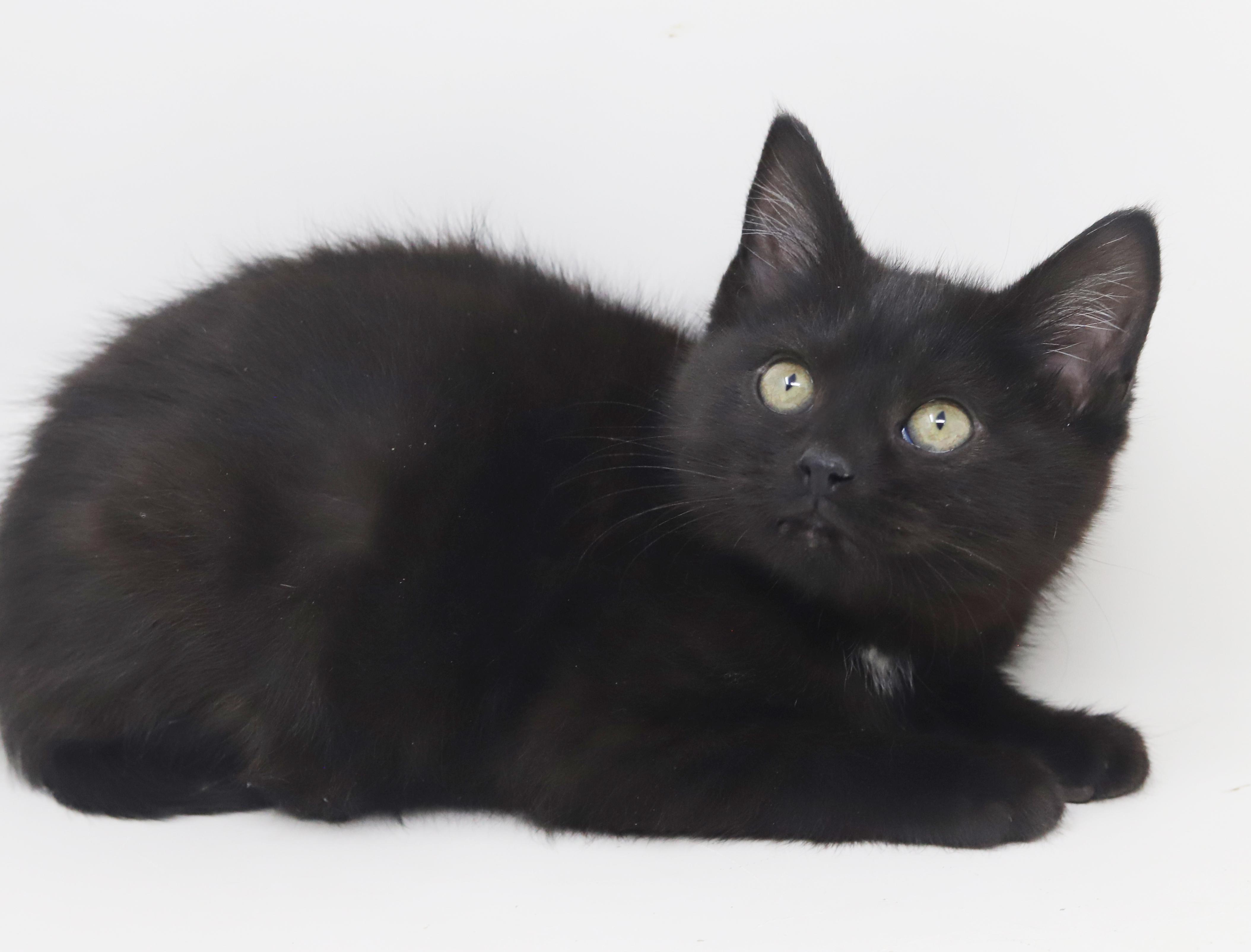 Enlarge Toothless is terrrific!!!!!  FUN FUN FUN and just a teeny love!   , a Adoptable Bombay in Bedford Hills, NY image 3/6