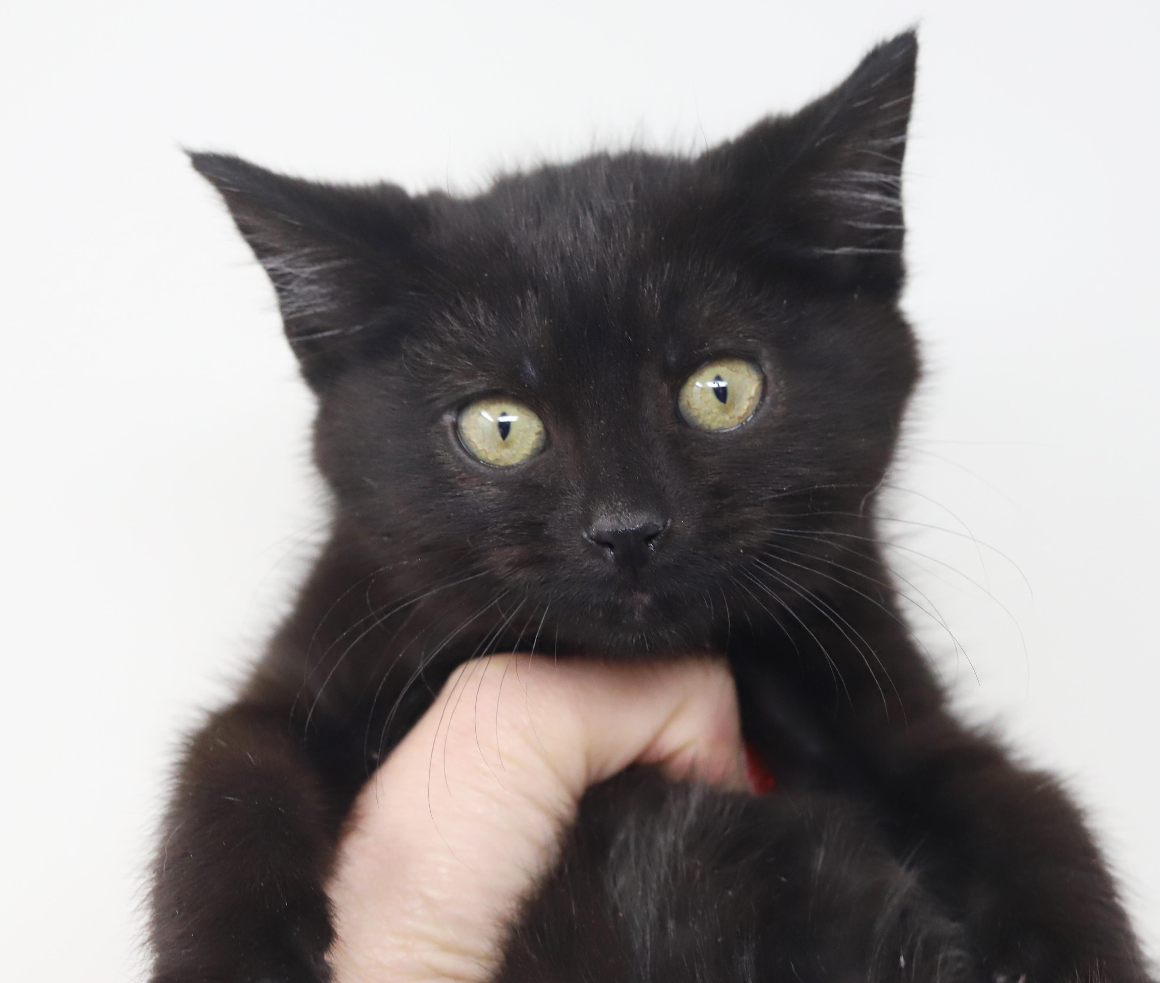 Enlarge Toothless is terrrific!!!!!  FUN FUN FUN and just a teeny love!   , a Adoptable Bombay in Bedford Hills, NY image 1/6