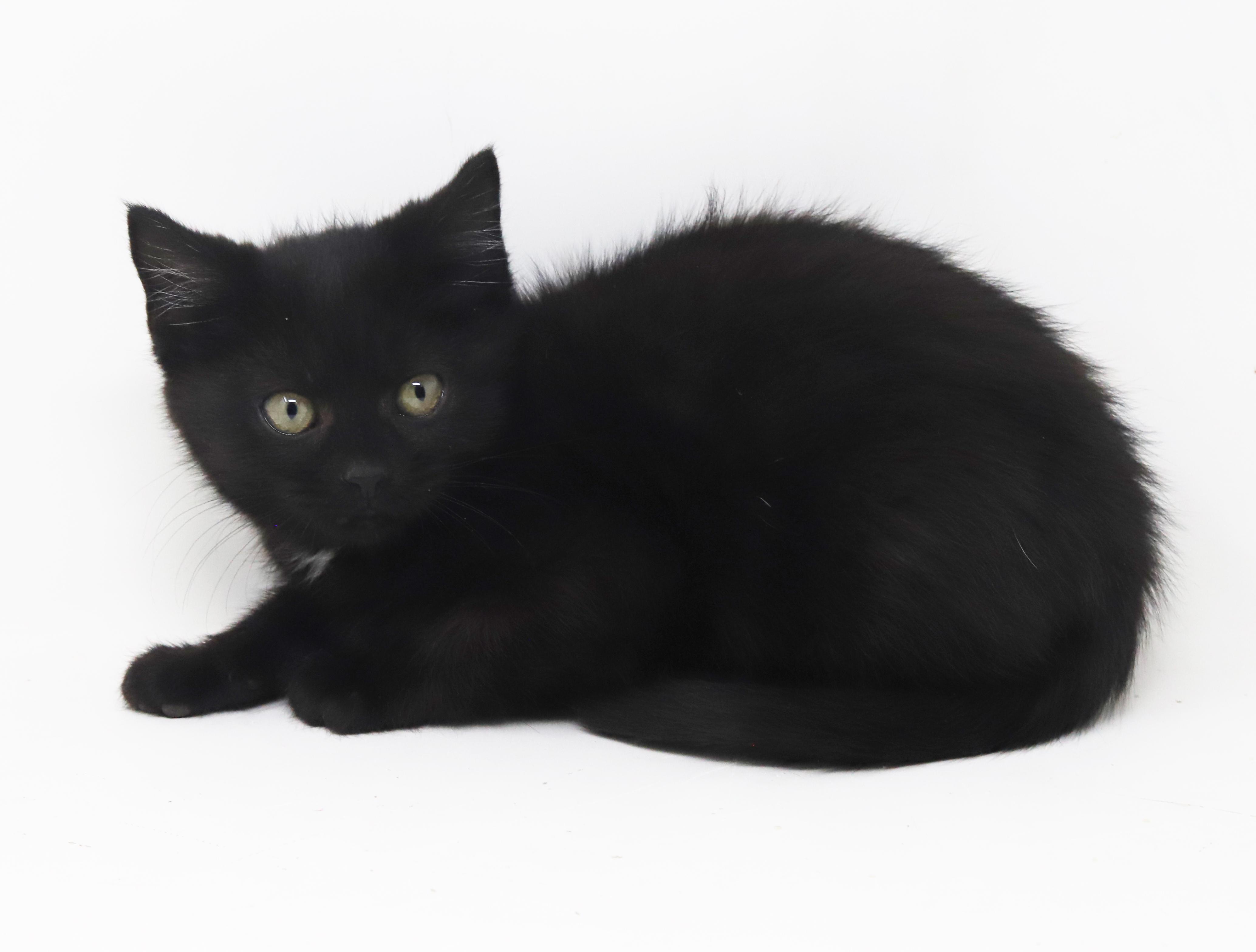 Enlarge Toothless is terrrific!!!!!  FUN FUN FUN and just a teeny love!   , a Adoptable Bombay in Bedford Hills, NY image 6/6