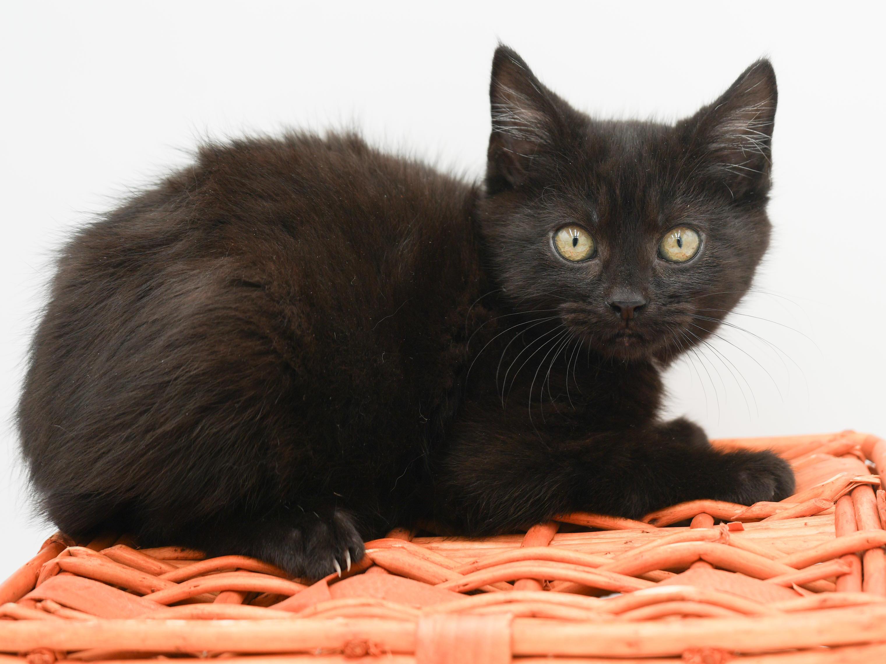 Enlarge Toothless is terrrific!!!!!  FUN FUN FUN and just a teeny love!   , a Adoptable Bombay in Bedford Hills, NY image 4/6