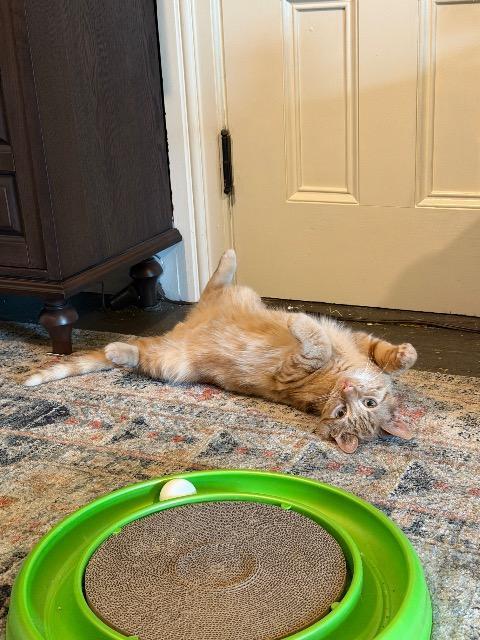 Jacko, Adoptable, Kitten Male Domestic Short Hair.