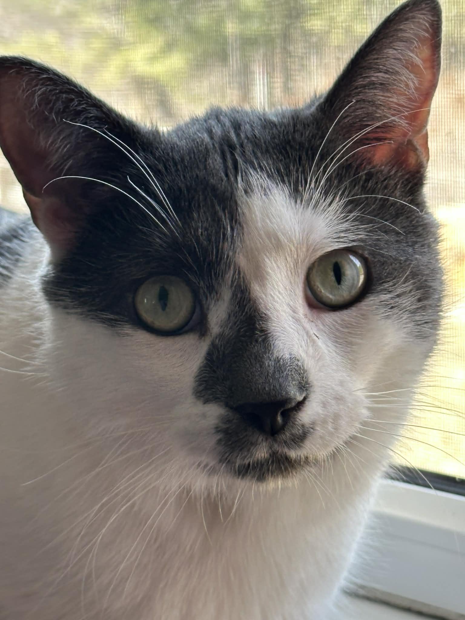 Merlin, adoptable, Adult Male Domestic Short Hair.