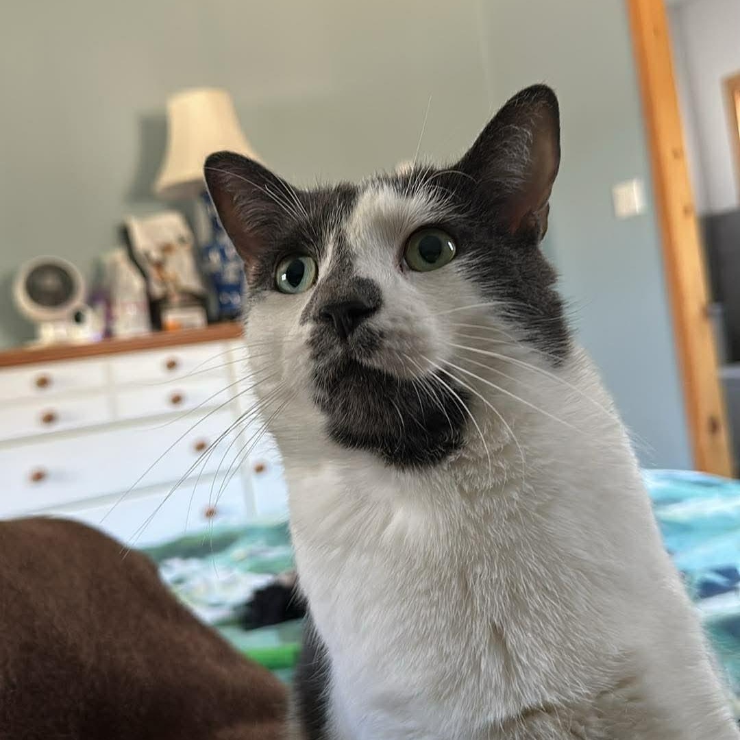 Enlarge Merlin, an adoptable Domestic Short Hair in Montreal, QC image 3/4