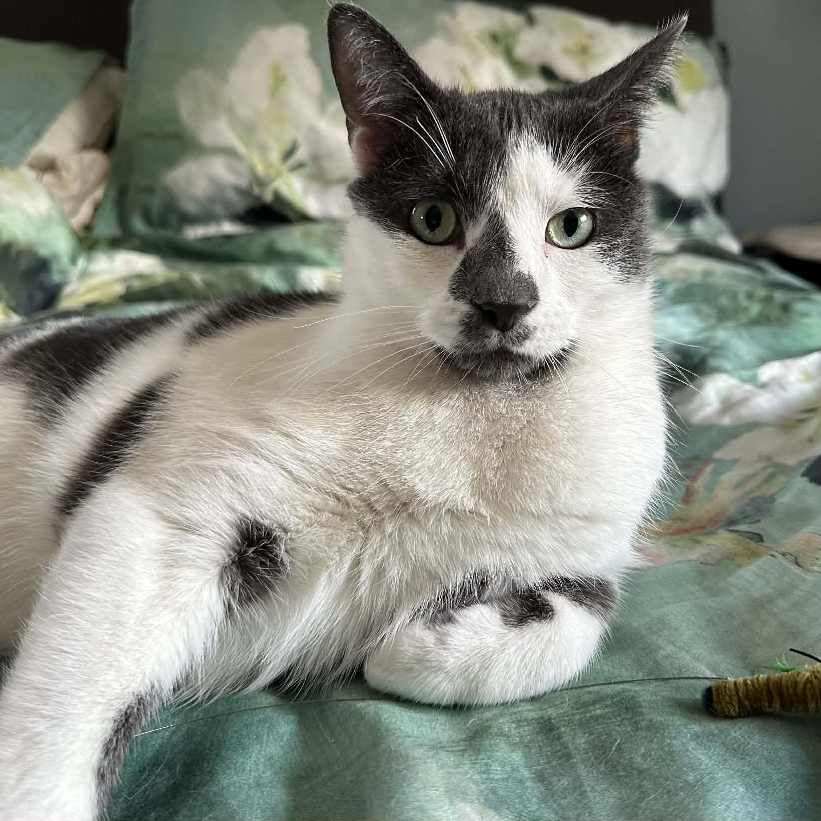 Enlarge Merlin, an adoptable Domestic Short Hair in Montreal, QC image 4/4