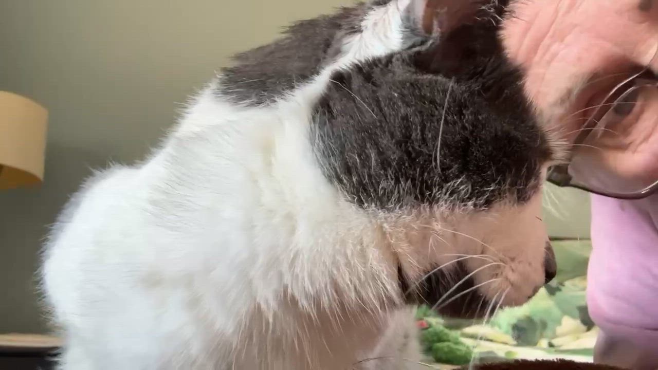 Enlarge Merlin, an adoptable Domestic Short Hair in Montreal, QC video 2/4