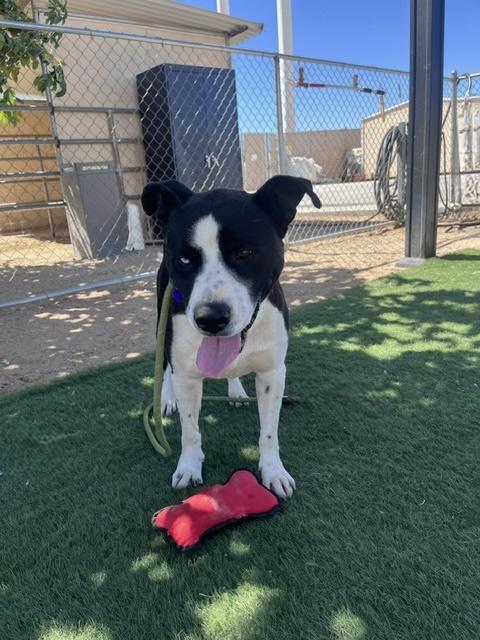 JAX, a ADOPTABLE mixed breed in Portland , OR image 6/6
