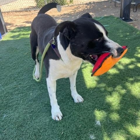JAX, a ADOPTABLE mixed breed in Portland , OR image 4/6